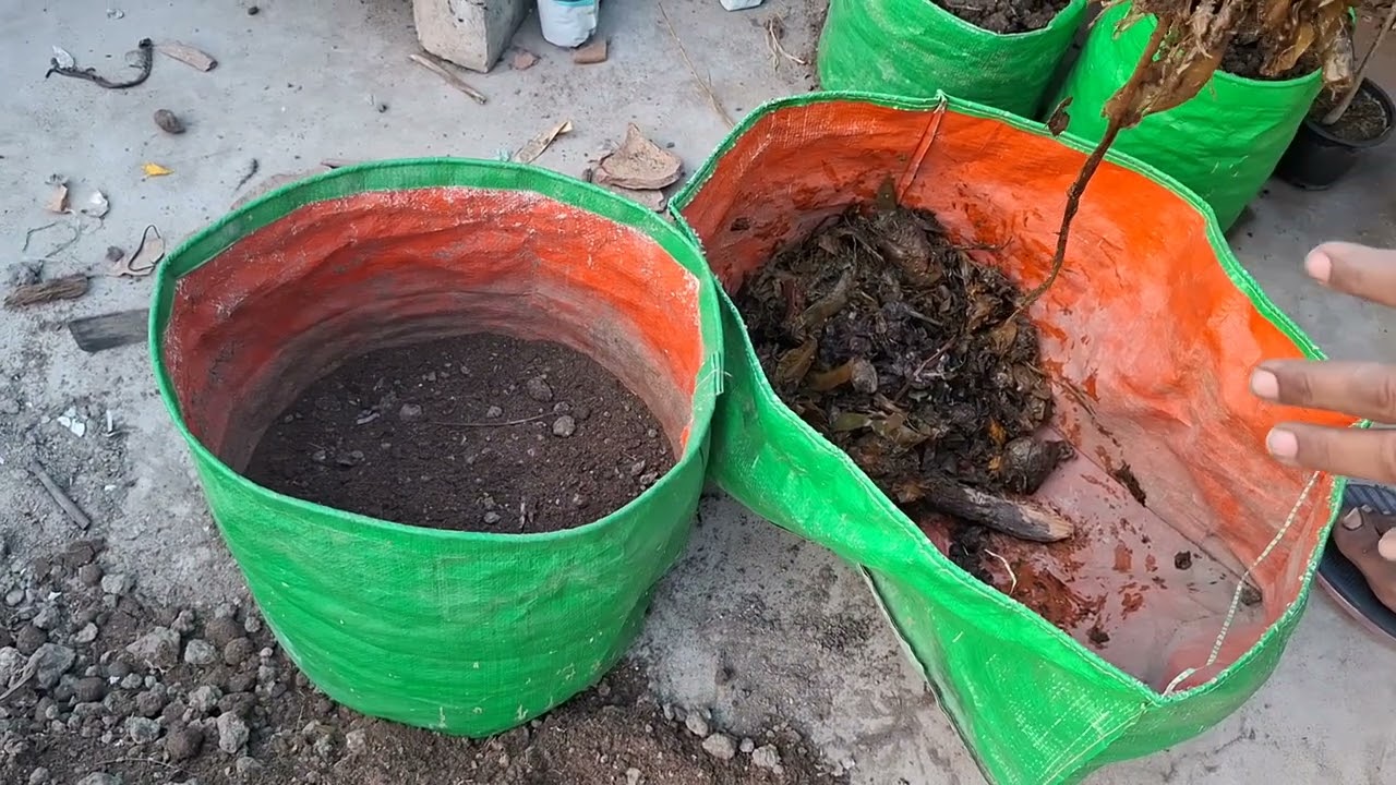 Best soil mix for Brinjal plant, light weight and full of nutrients