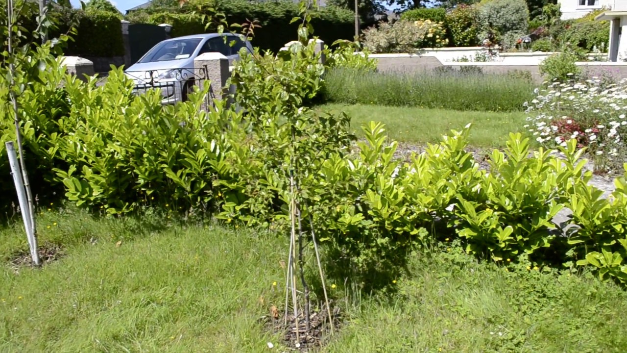 Aprikyra tree review in Cork, Ireland