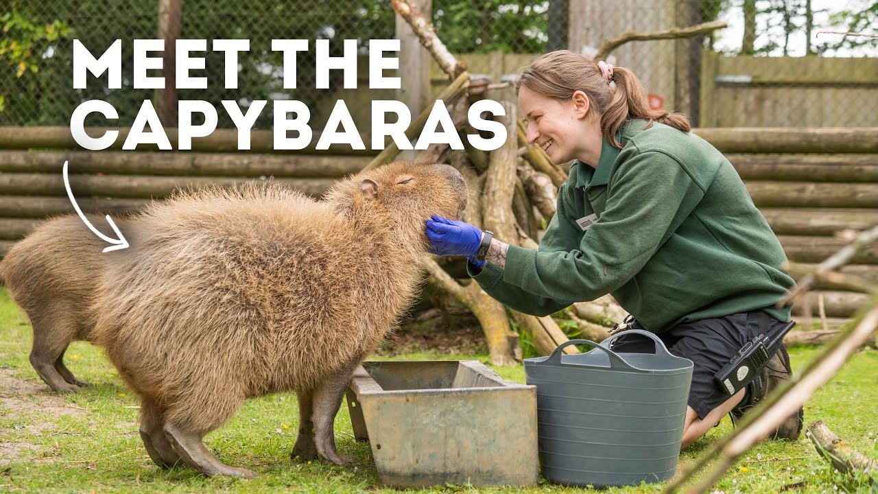 Meet The Capybara! | Paradise Wildlife Park