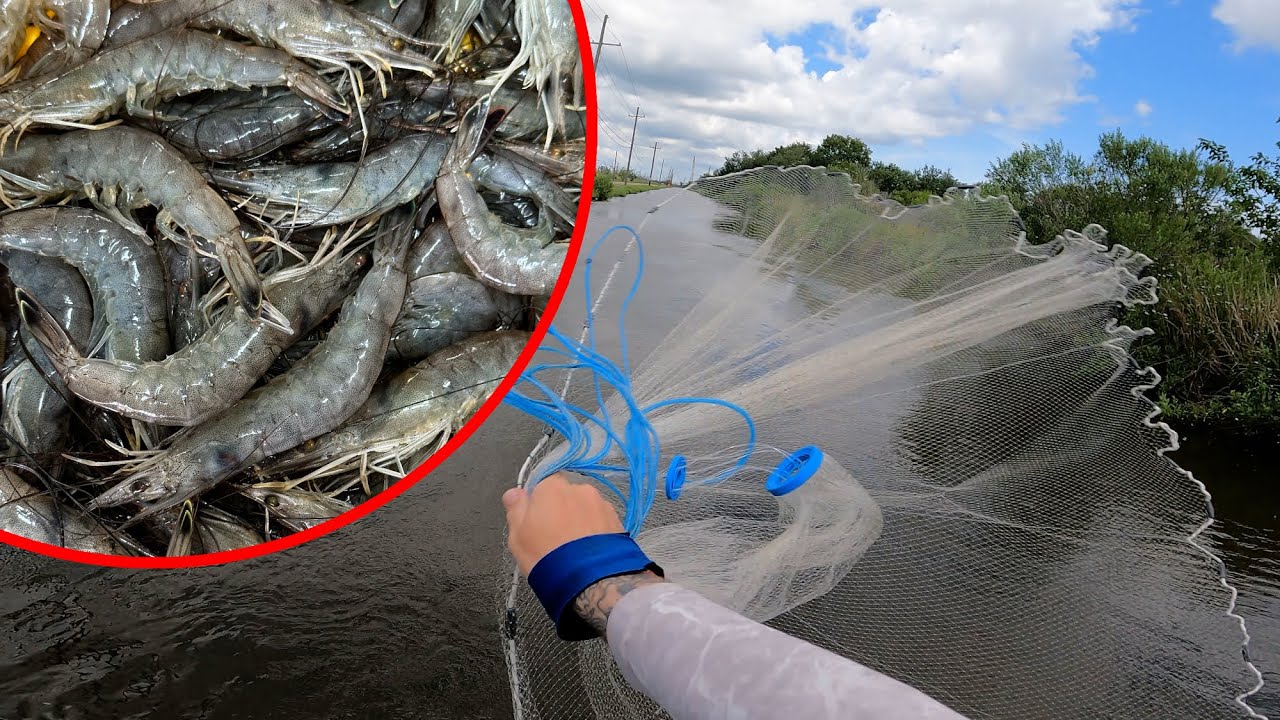 Using a Castnet to Load Up on SHRIMP ( UNIDENTIFIED Catch )