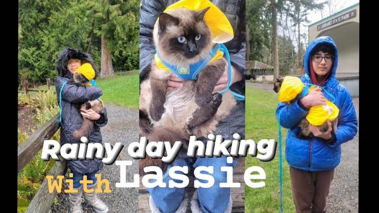Rainy day hiking with Lassie at Larrabee state park || Washington USA.