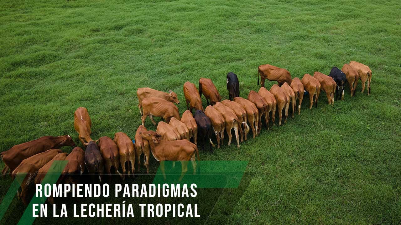 Rompiendo paradigmas en la lechería tropical - TvAgro por Juan Gonzalo Angel Restrepo