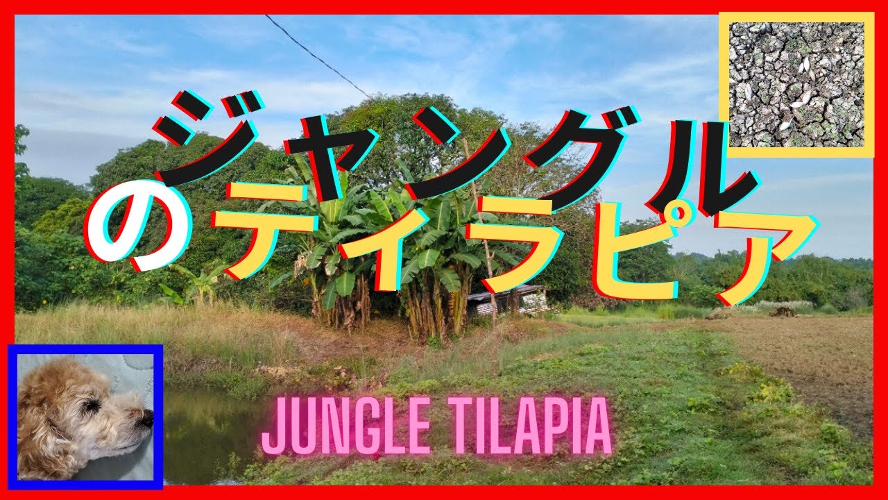 ジャングルのティラピア　Lungle Tilapia