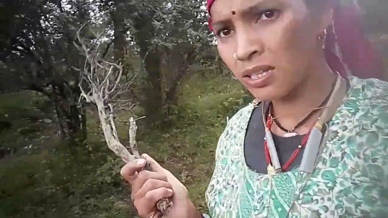आज हमारी भैंस जंगल में खो गई 🐃🐃😥