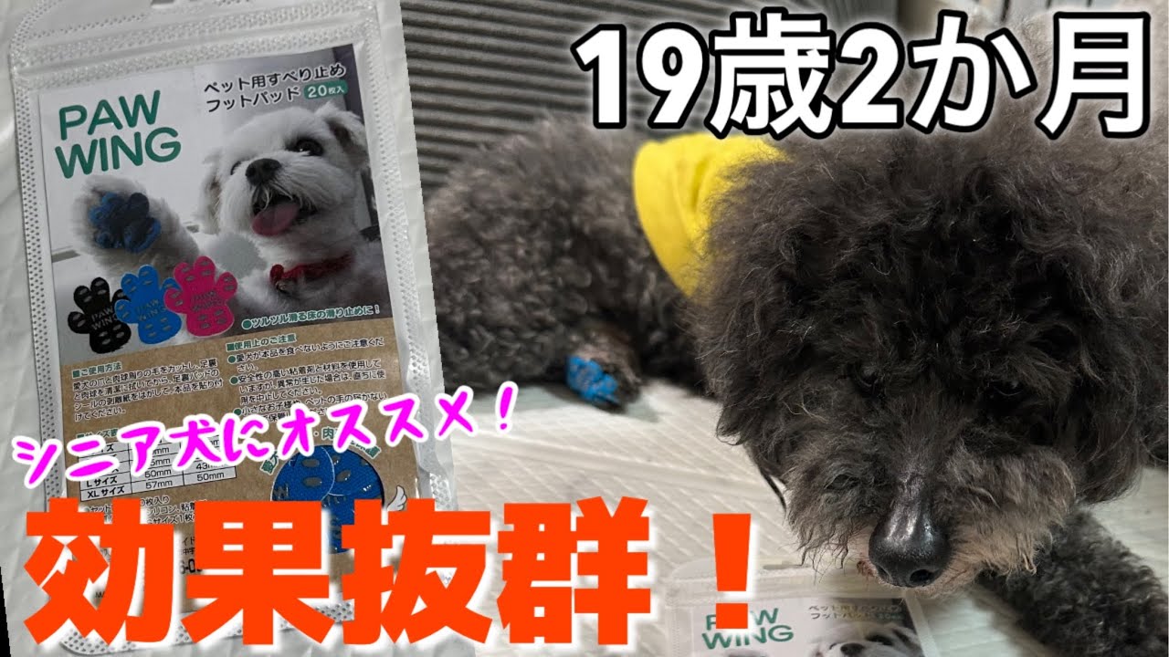 【PAWWING】画期的！肉球に貼る滑り止めシール試してみた！#シニア犬#老犬 ＃老犬介護用品