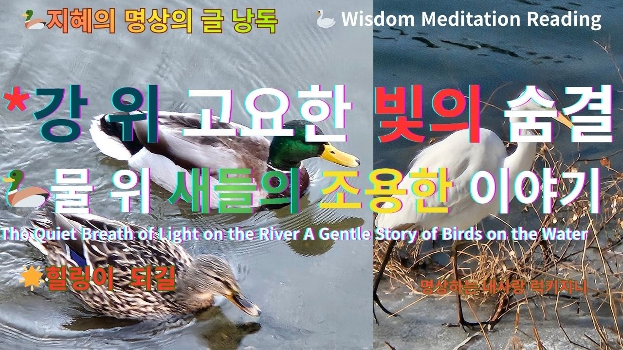 강 위 고요한 빛의 숨결 | 중랑천 강가 새들의 고요함 The Quiet Breath of Light on the River
