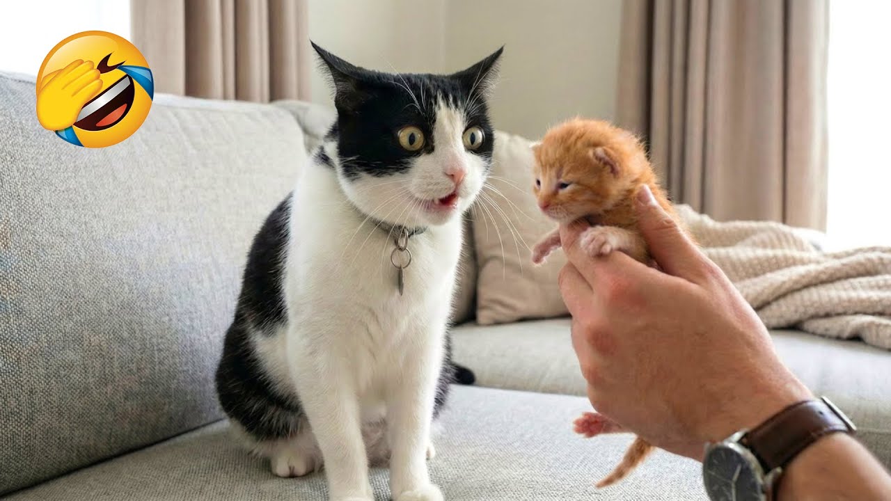 You Laugh You Lose 😹 Funniest Cats and Dogs 2026🤣 Part 6