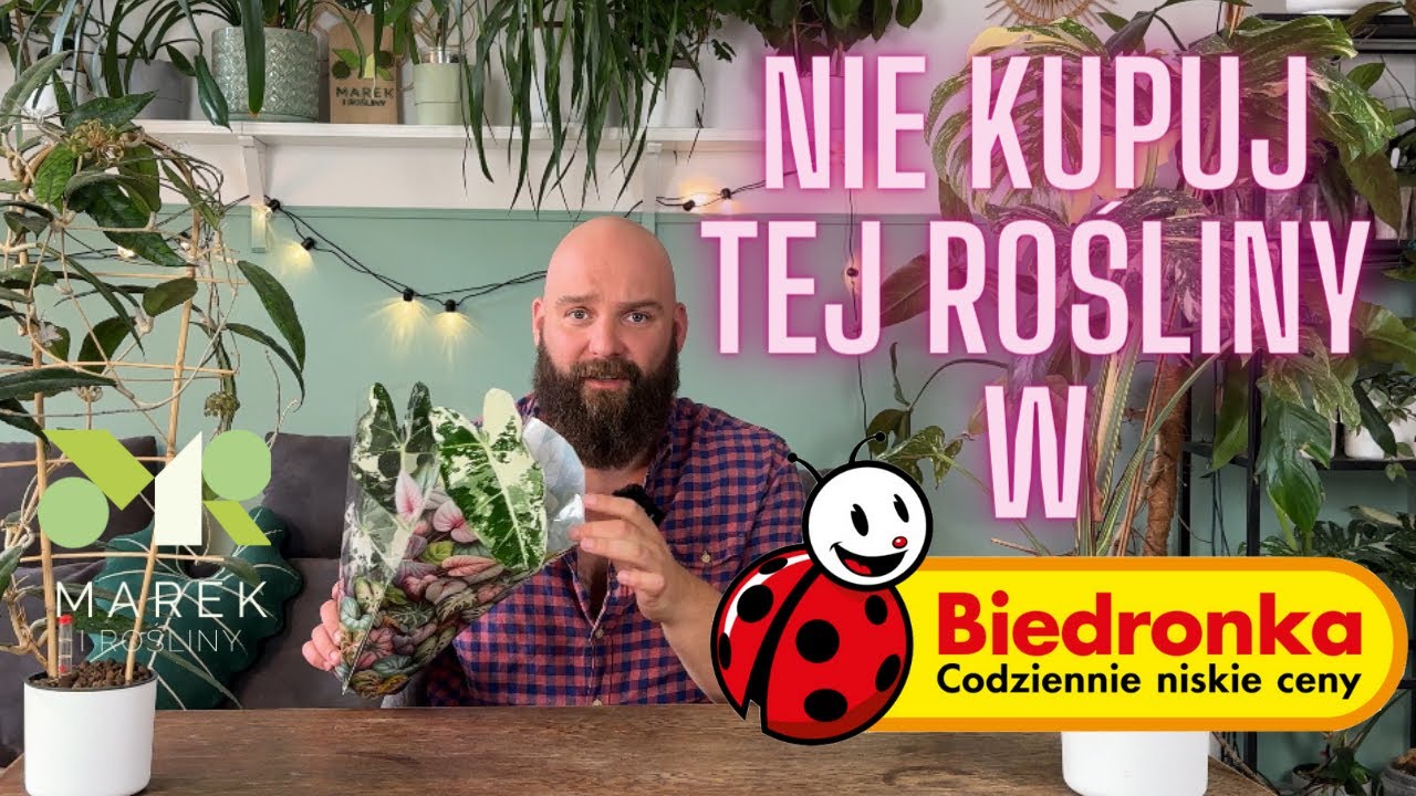 Nie kupuj tej rośliny w Biedronce! Alokazja Frydek - bardzo trudna roślina - nowy HIT Biedronki