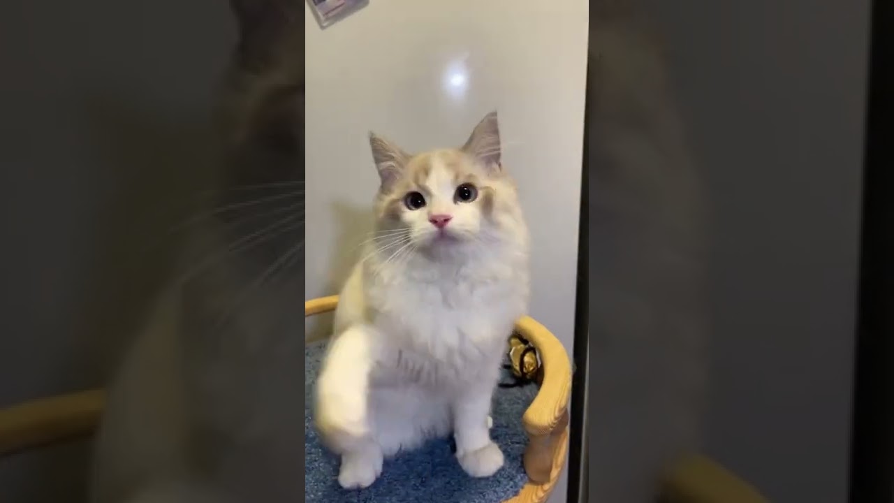 Норман,рэгдолл,blue bicolour lynx ❤️❤️❤️