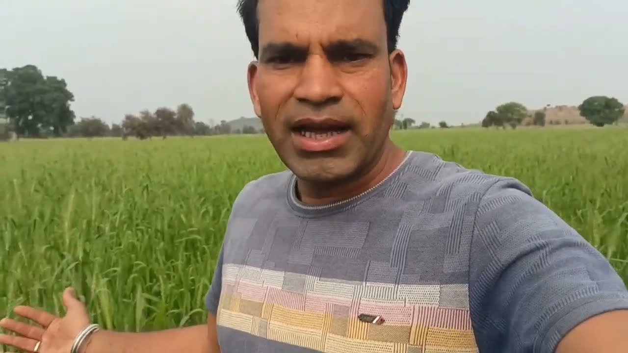 पूषा तेजश Hi 8759 सर्वोत्तम गेहूं वैरायटी ,,,रिकॉर्ड उत्पादन की गारंटी। #हाइब्रिड_सीड्स #गेहूं