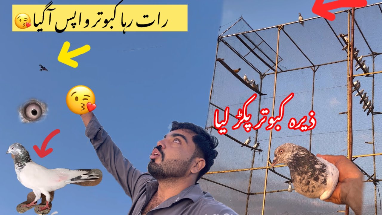 Hamara rat wala kabootar suba wapis ha ghia😘🥰||joro wala kabootar pakar lie🕊️❤️🐓