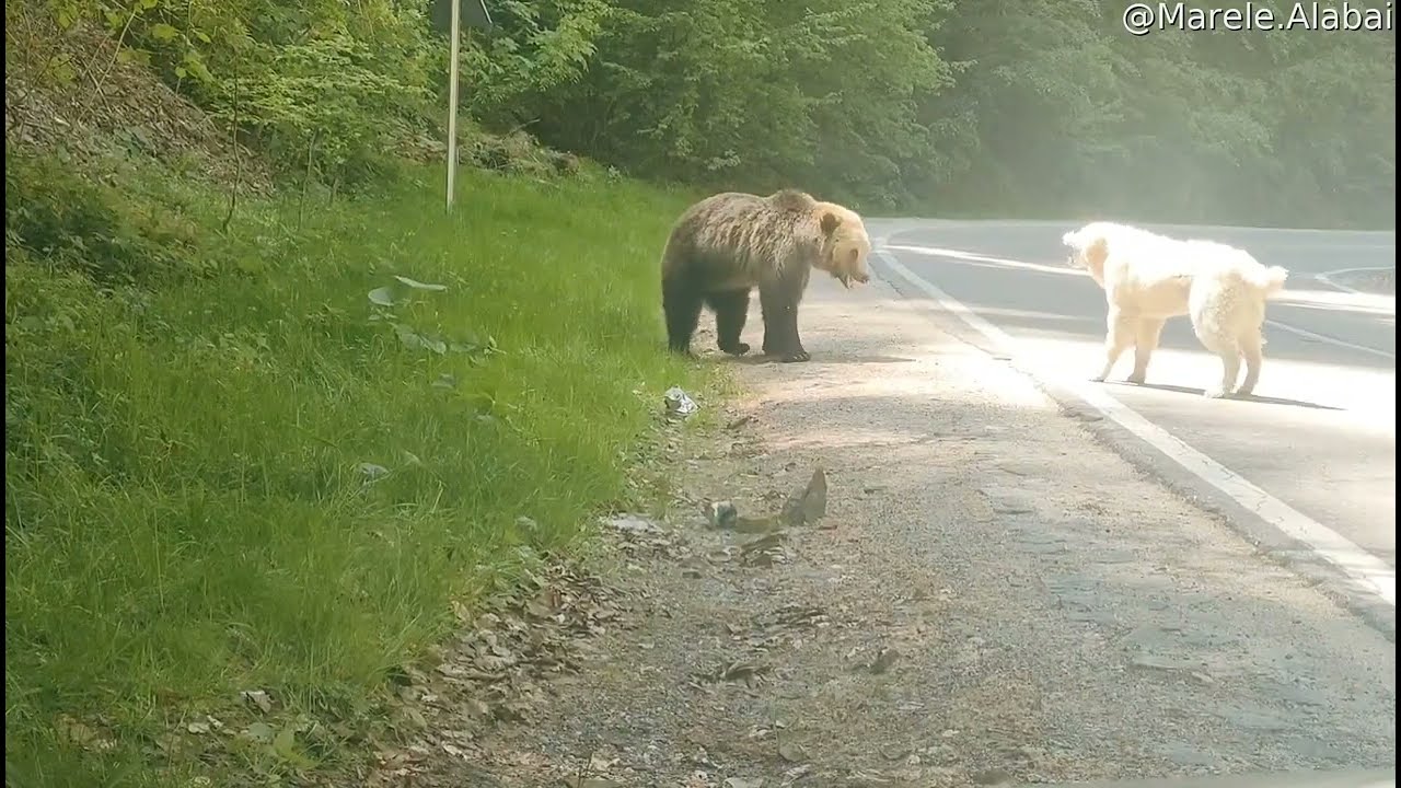 Brave Dog Scares Off Bear || ViralHog
