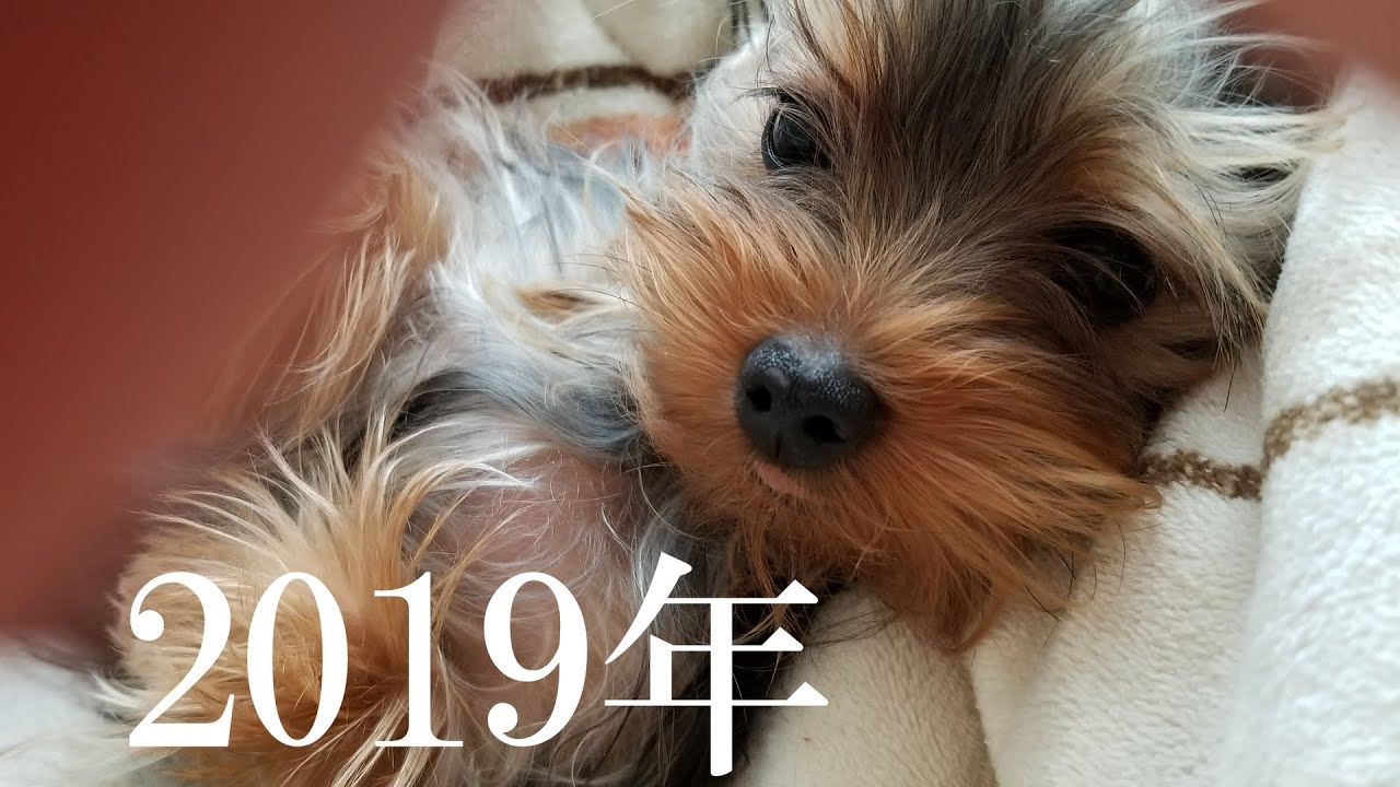 2019年、ランの成長記録です😄
