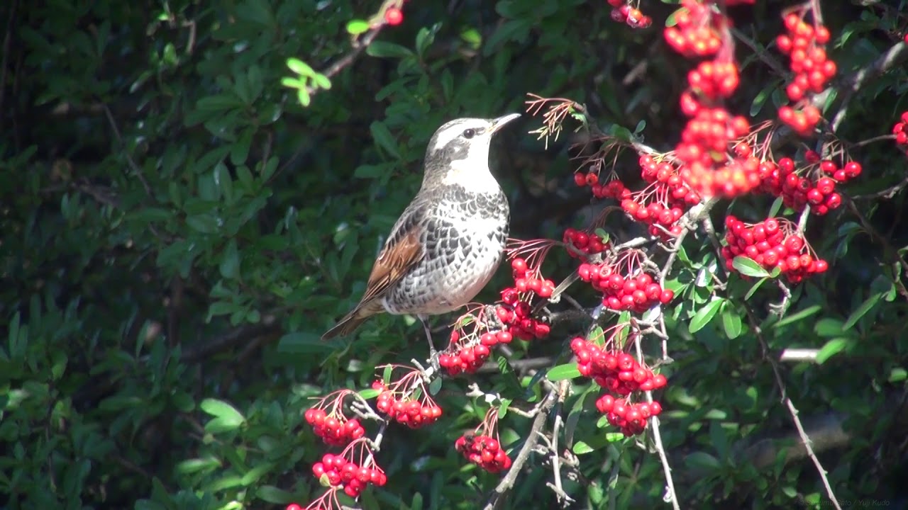 ツグミ（1）冬鳥または旅鳥（金山調節池） - Dusky Thrush - Wild Bird - 野鳥 動画図鑑