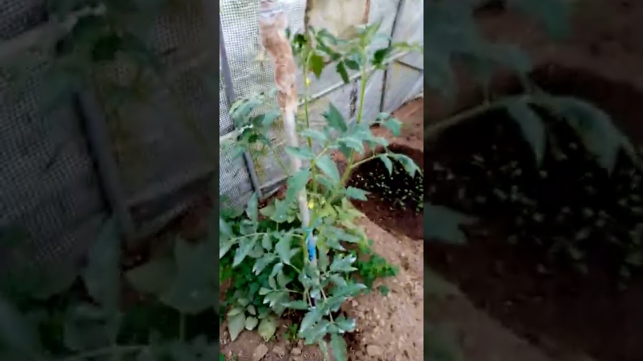 Mon potager 2022