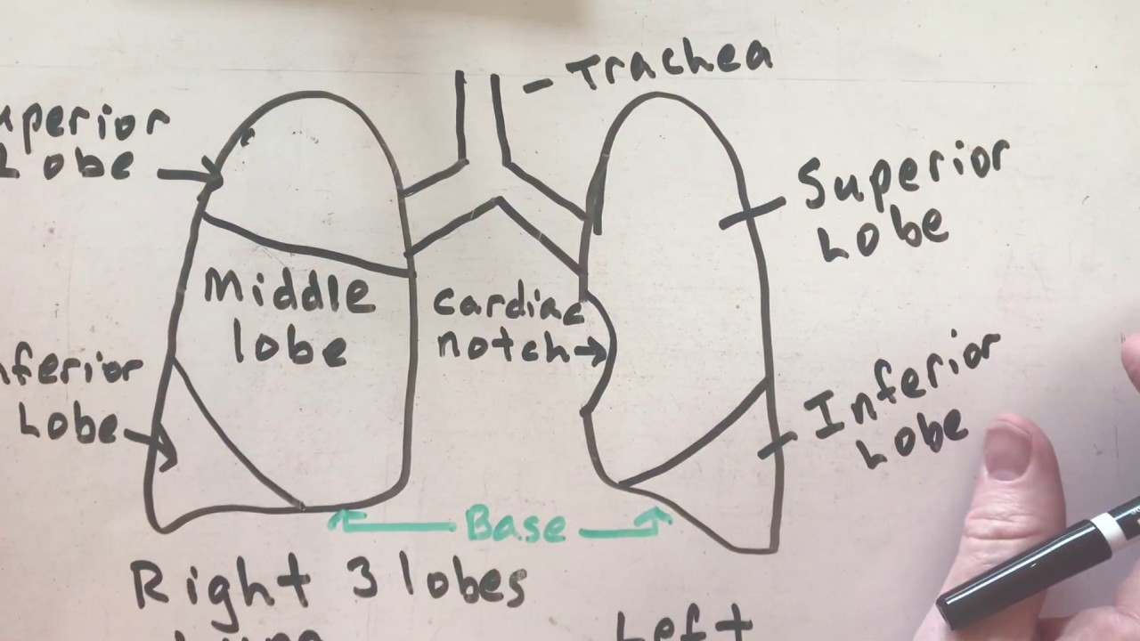 Lung Gross Anatomy