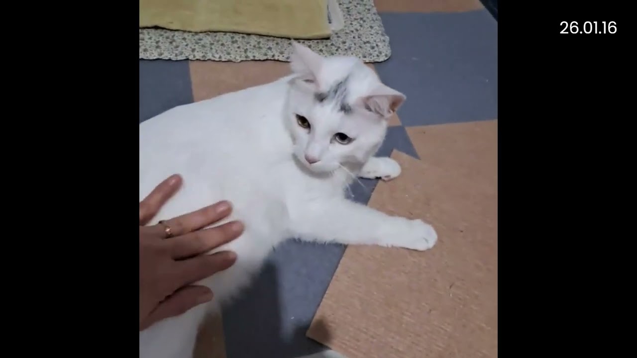 2026년 1월의 똥식이 모음-2 #덮머냥똥식이 #이똥식