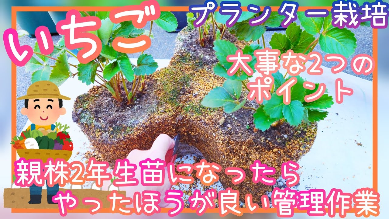 失敗しない♪いちご/親株2年生苗になったらやった方が良い管理作業/家庭菜園/2022年/プランター栽培/how to grow strawberry