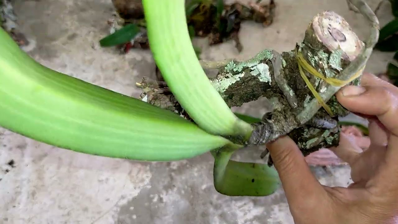 lan rừng bản đôn Tây Nguyên lh 0985122600  pchua 13/11