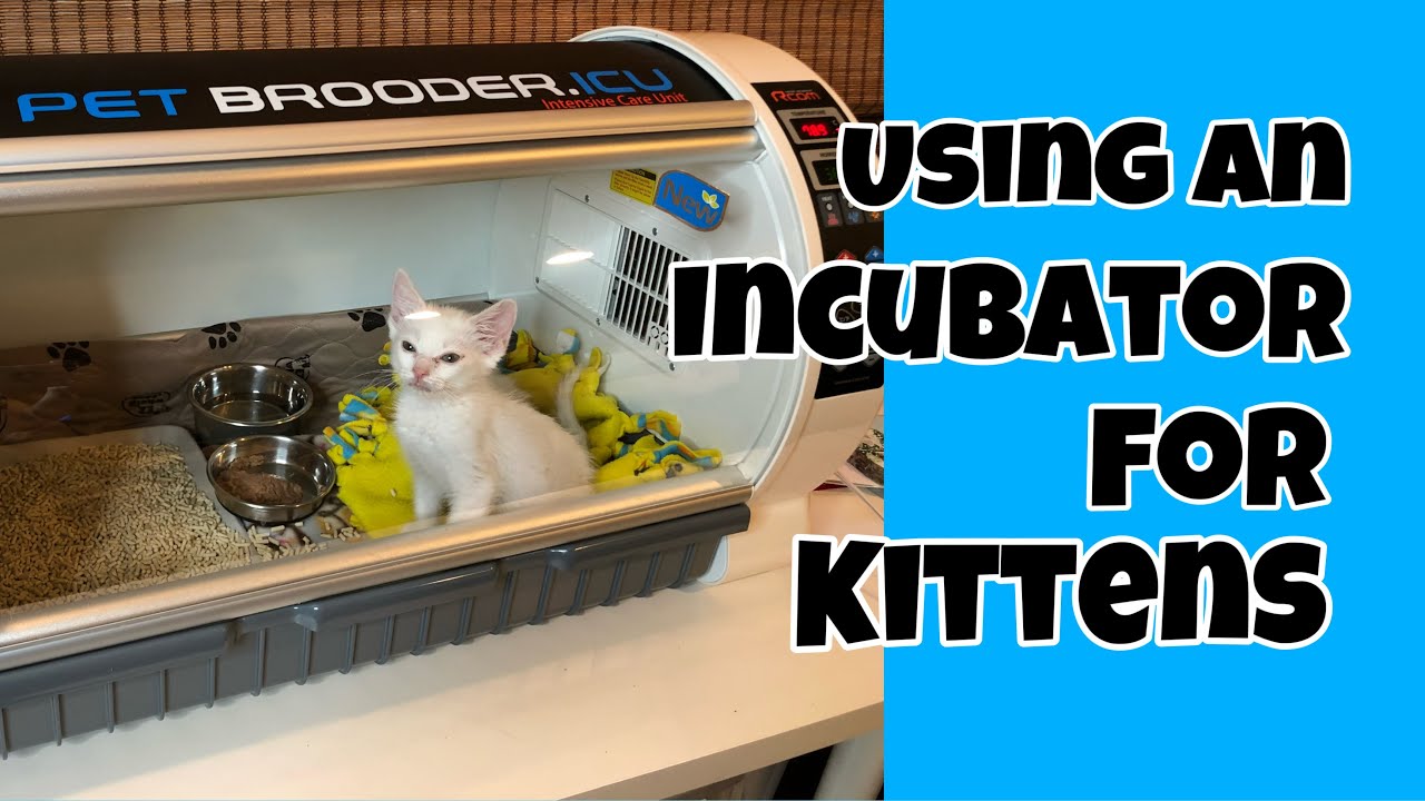 Pet Brooder ICU