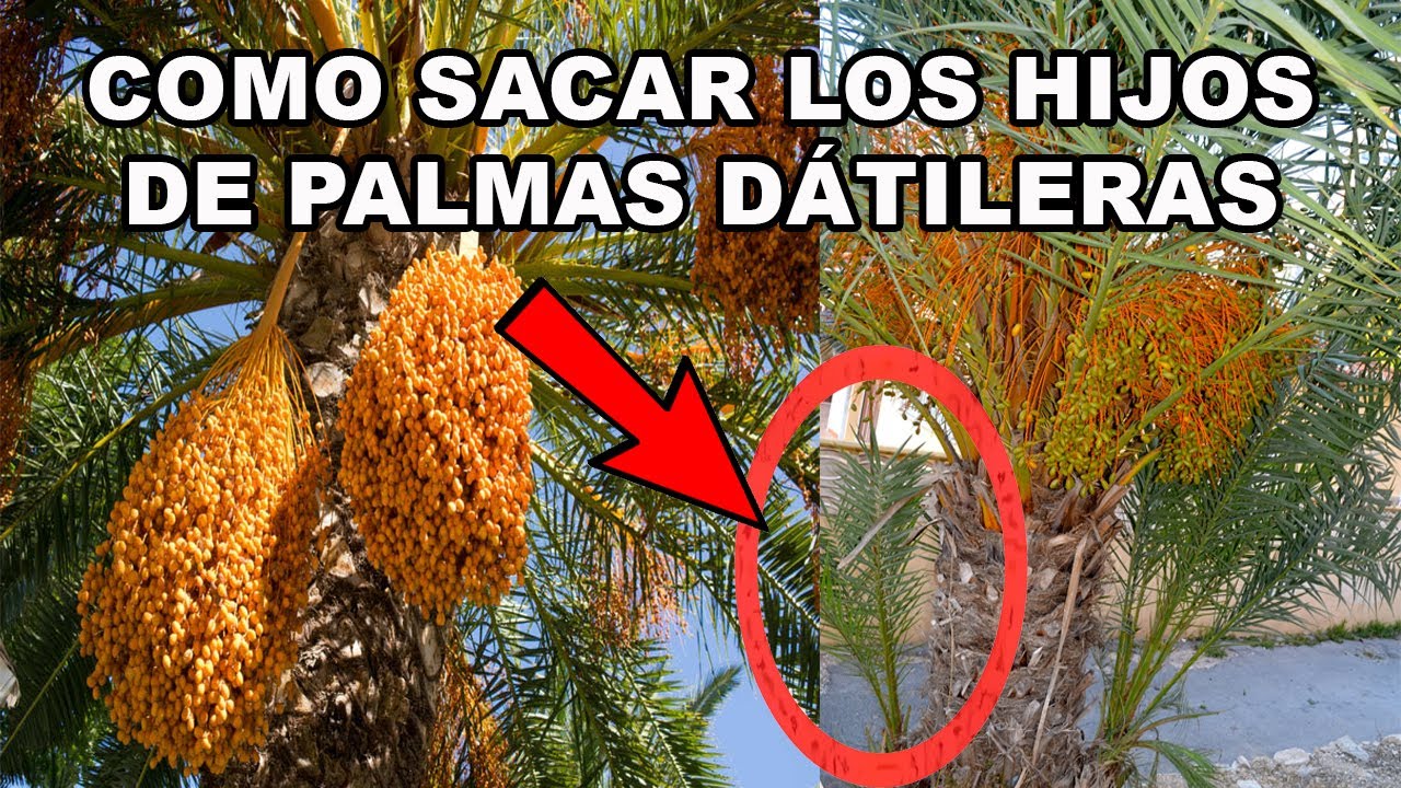 COMO SACAR LOS HIJOS DE LAS PALMAS DE D&Aacute;TIL | TRABAJANDO EN EL RANCHO PARTE 6