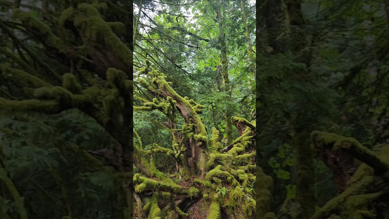 MacMillan Provincial park,  BC 🇨🇦