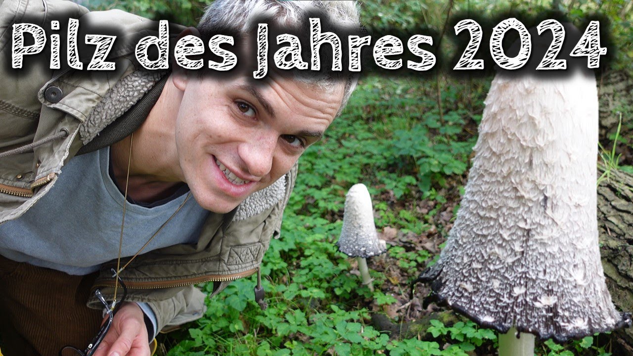 Pilz des Jahres 2024: Der Schopftintling - Bestimmen und zubereiten