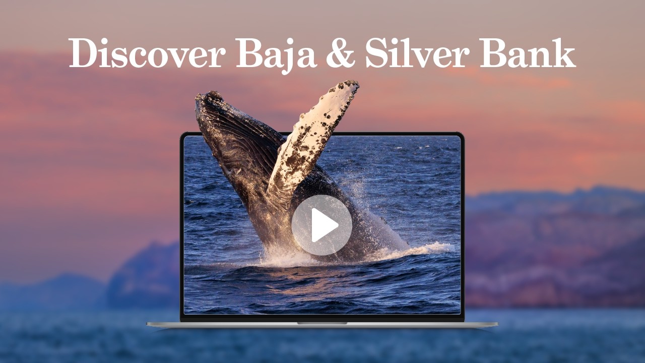Discover Baja & Silver Bank – Marine Mammal Wonderlands