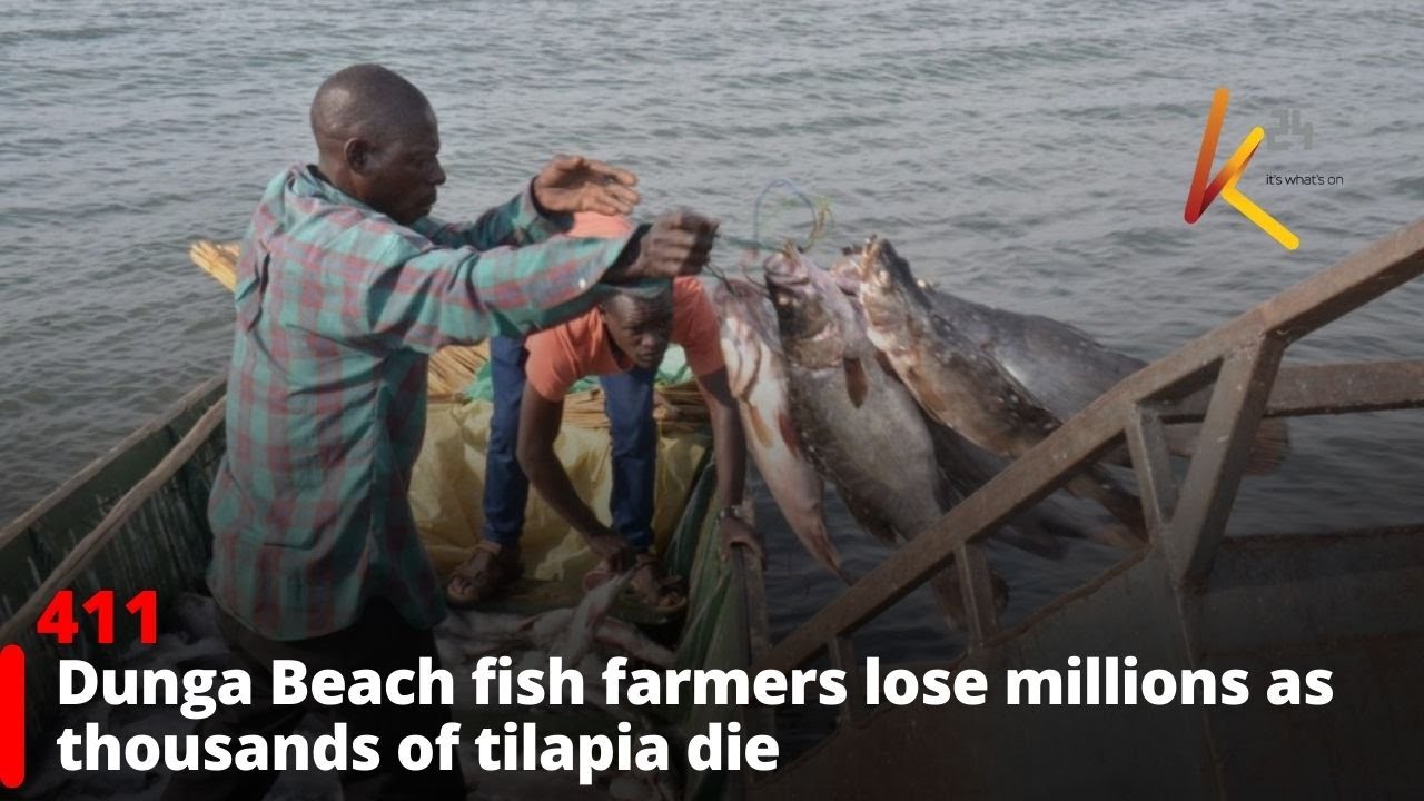 Dunga Beach fish farmers lose millions as thousands of tilapia die