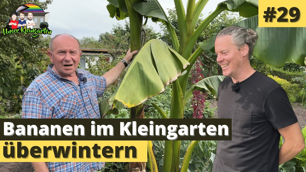 Unser Kleingarten #29: Bananen im Garten überwintern | Zu Besuch in Schweriner Schrebergärten