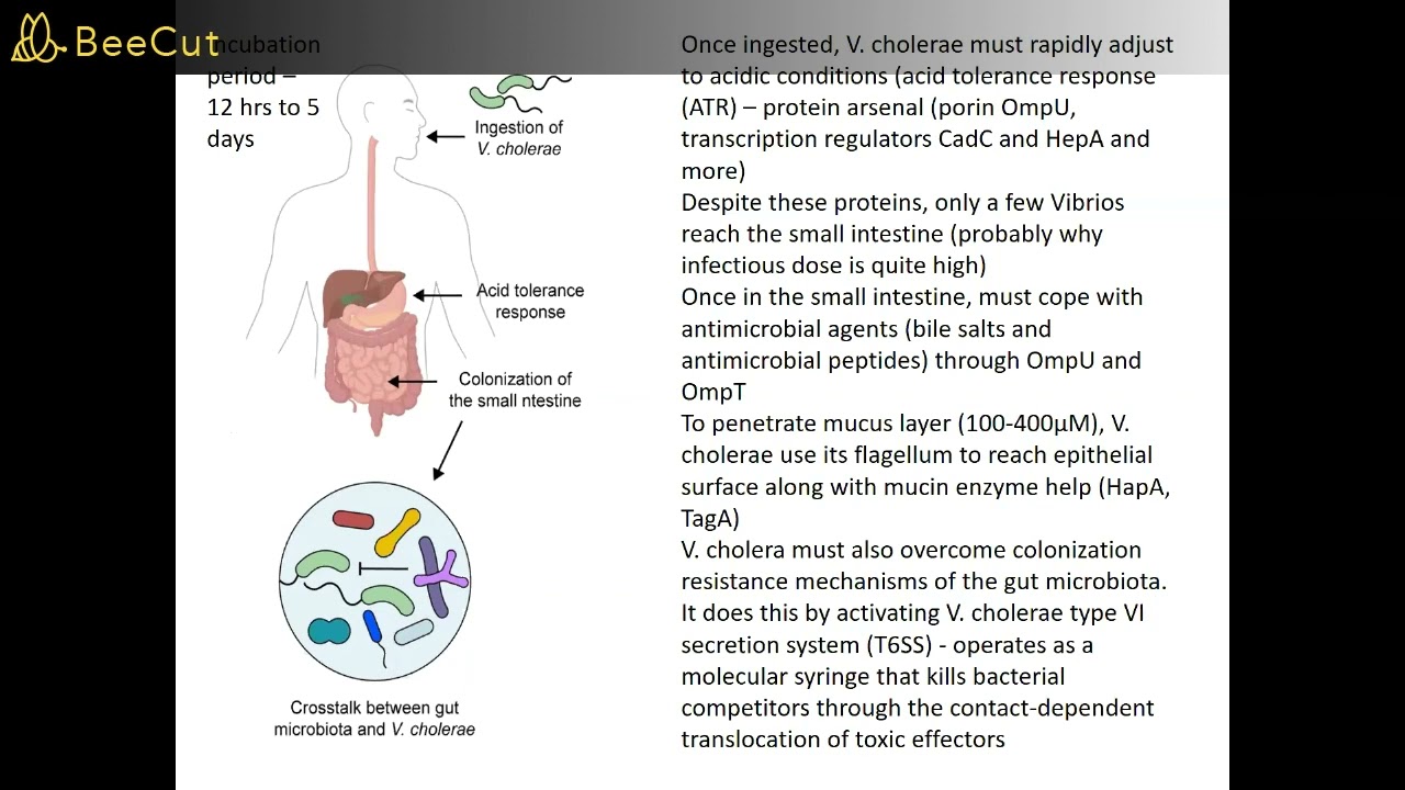 ASSAf Webinar _Cholera Outbreak