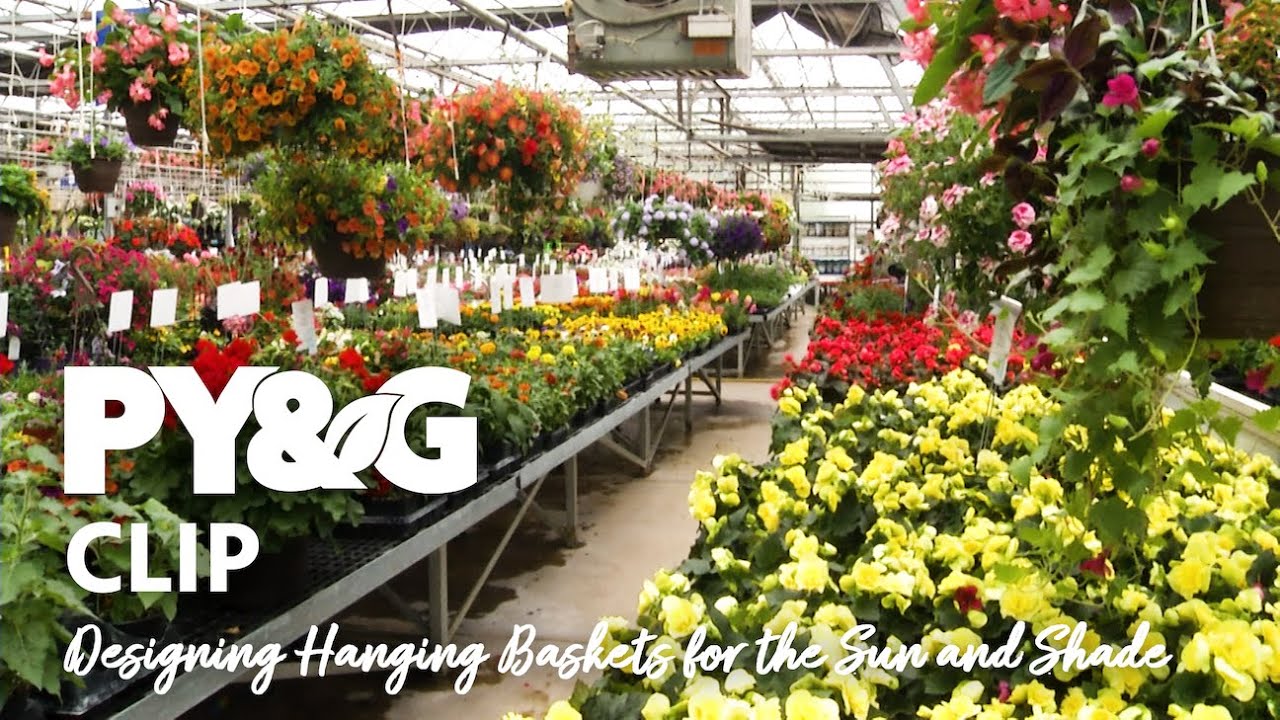 Designing Hanging Baskets for Sun and Shade | Thompson Greenery - A Hometown Greenhouse | PY&G 3801