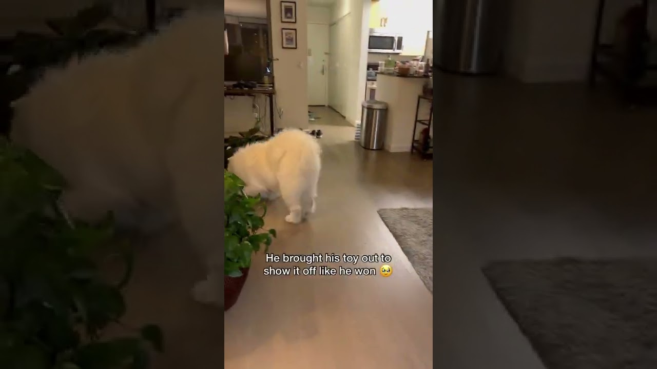 My dog&rsquo;s reaction was so precious 🥹 #samoyed #shorts #myheart