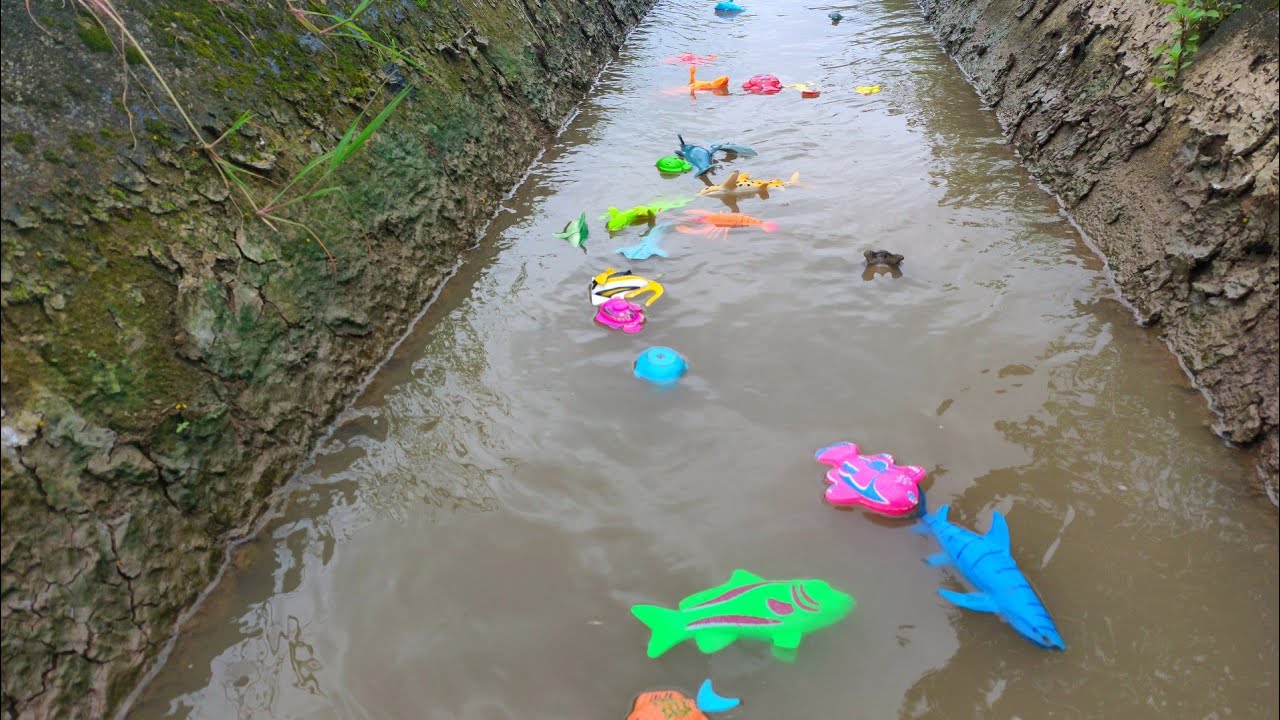Catch a toy fish in the river, Angel fish, Whales, Shark, Lobster, Nemo, Sea Fish - Part176