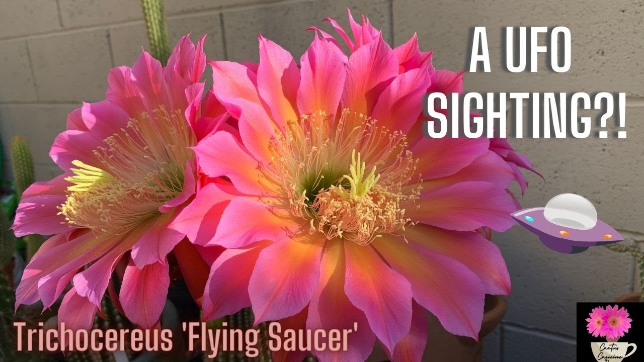 Trichocereus Flying Saucer | BIG Cactus Blooms #cactusflower