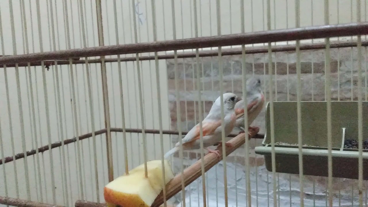 canela pastel clássica, diluída e dupla diluída veja a diferença