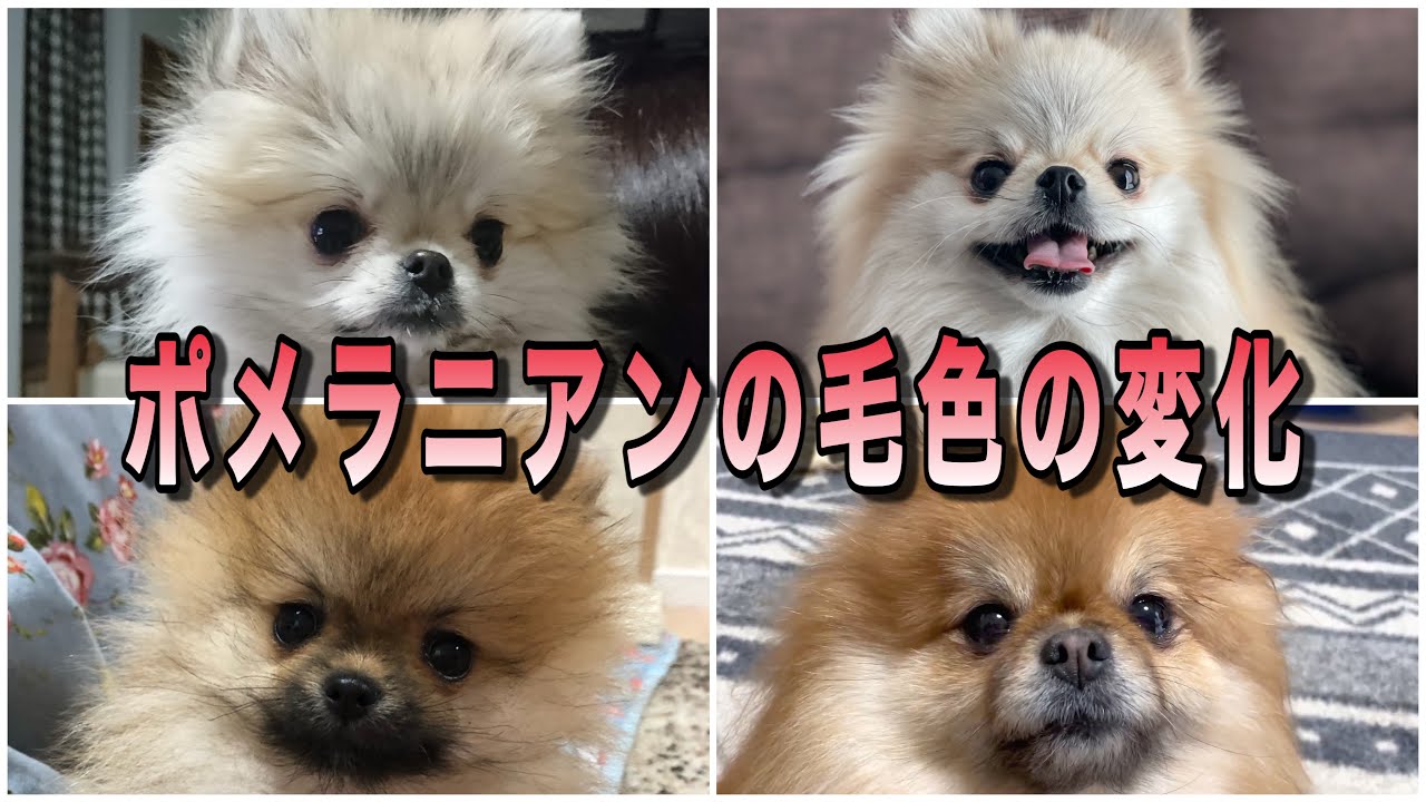 ポメラニアンの子犬と成犬ではこんなに変わる毛色の変化を解説！