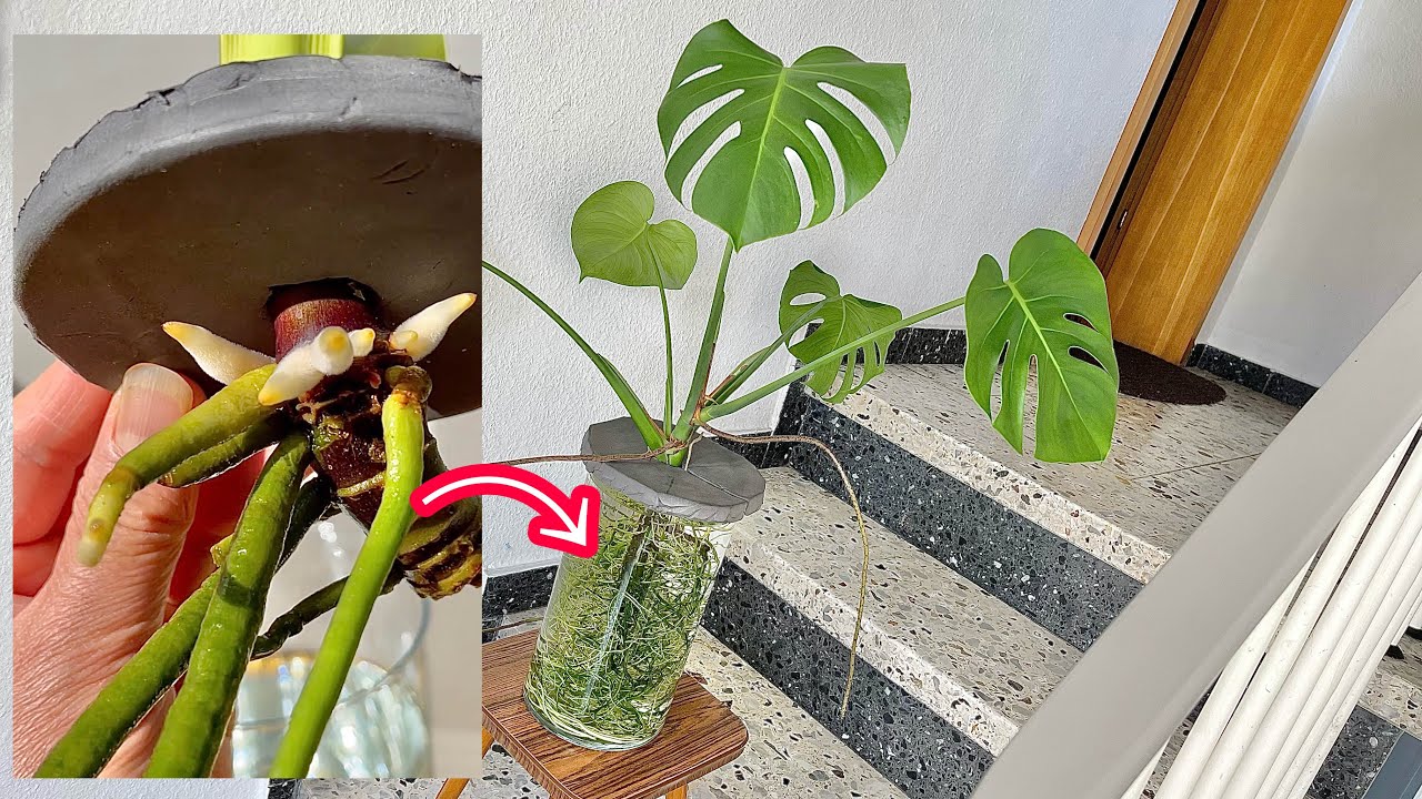 Grow Monstera Plant in Water