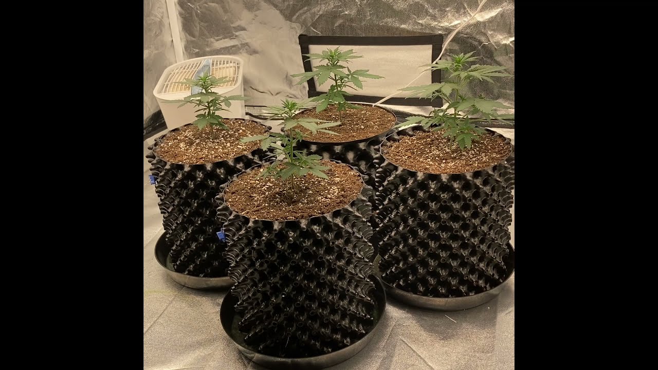 Lambs  Breath Autoflower Week #3