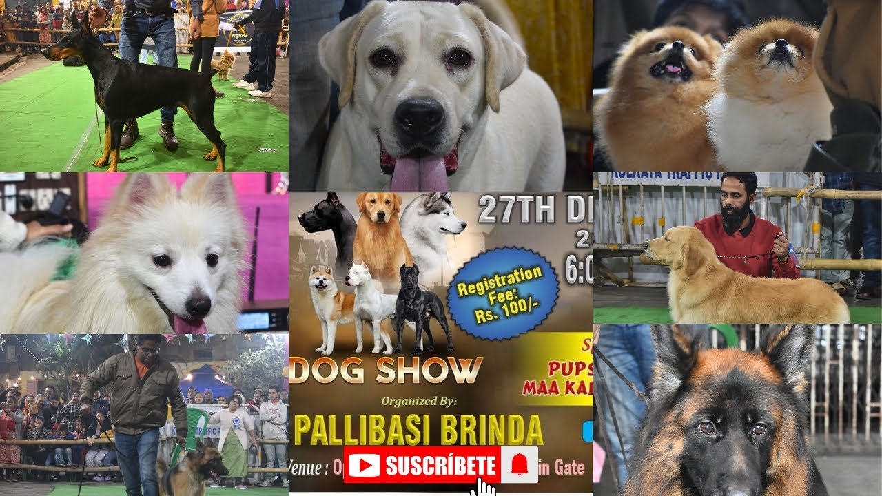 Pallibashi Brinda Women Cell Dog Show (Pet Show) 27.12.2025