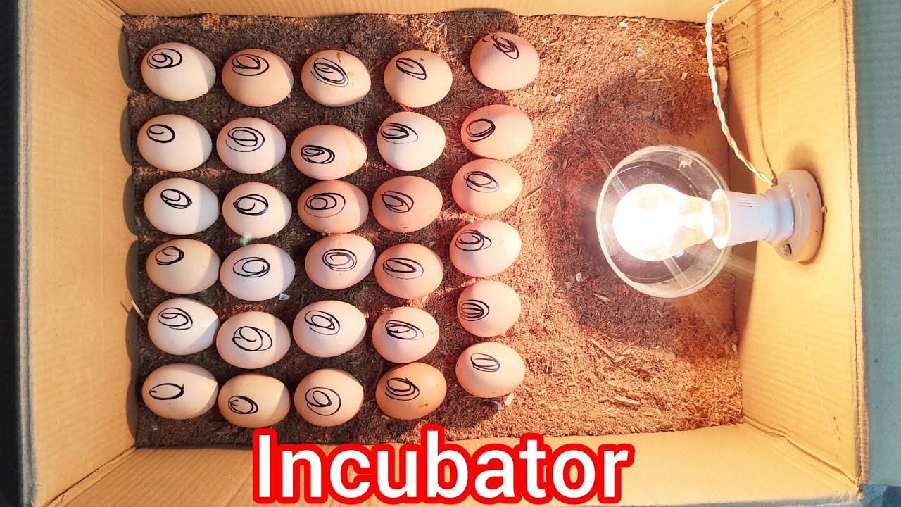 How to make a small incubator at home and hatch chicken egg. @ranjanpanda2793