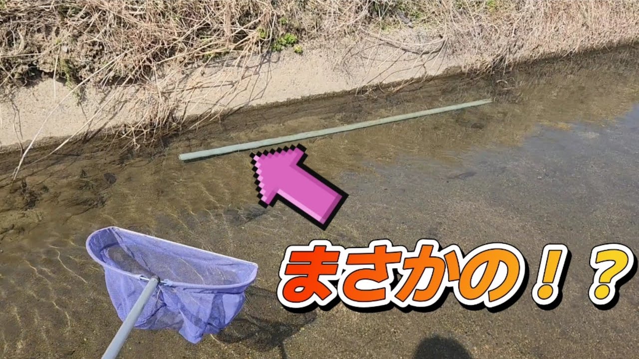 水路の長い塩ビパイプを探って捕獲！！