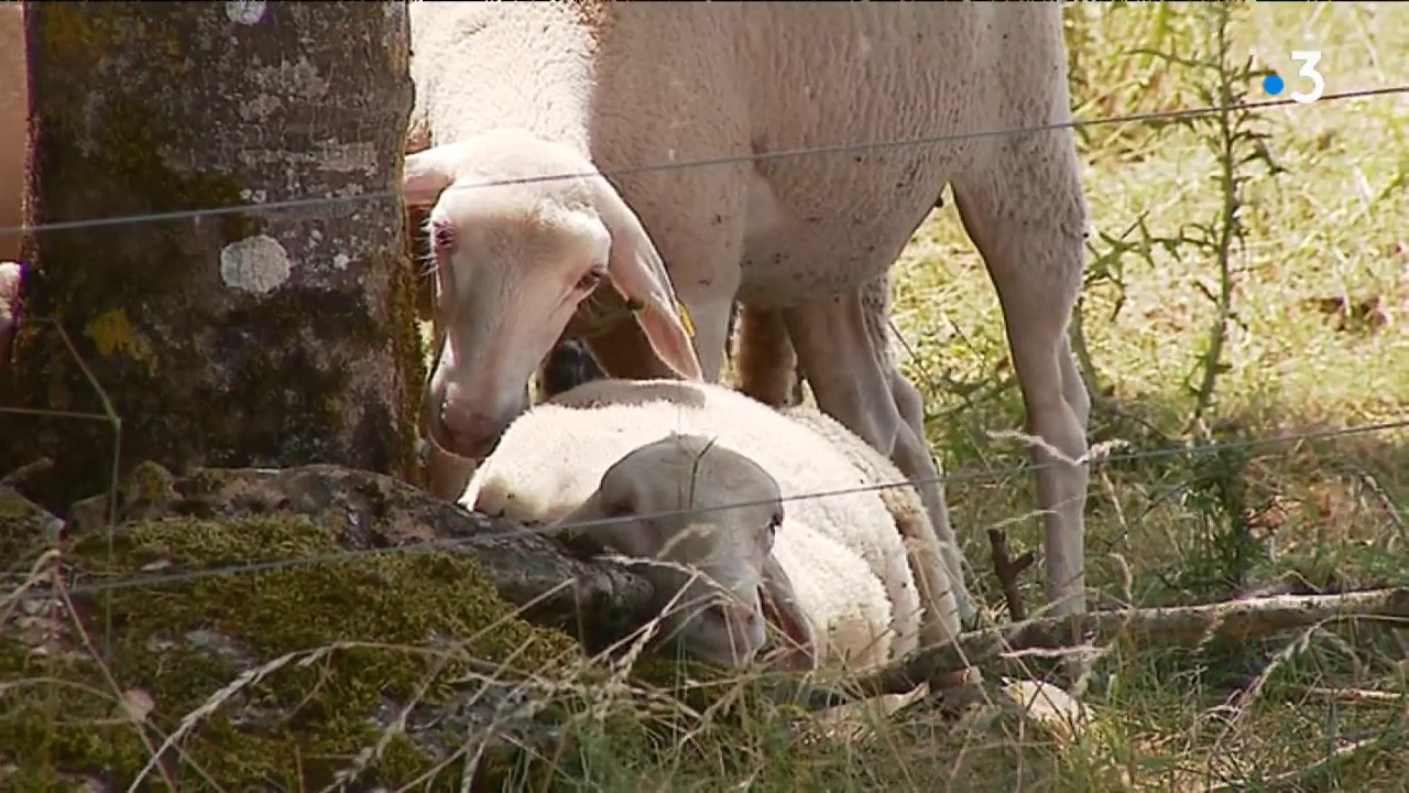 Aveyron visite de 2 fermes attaquees par les loups