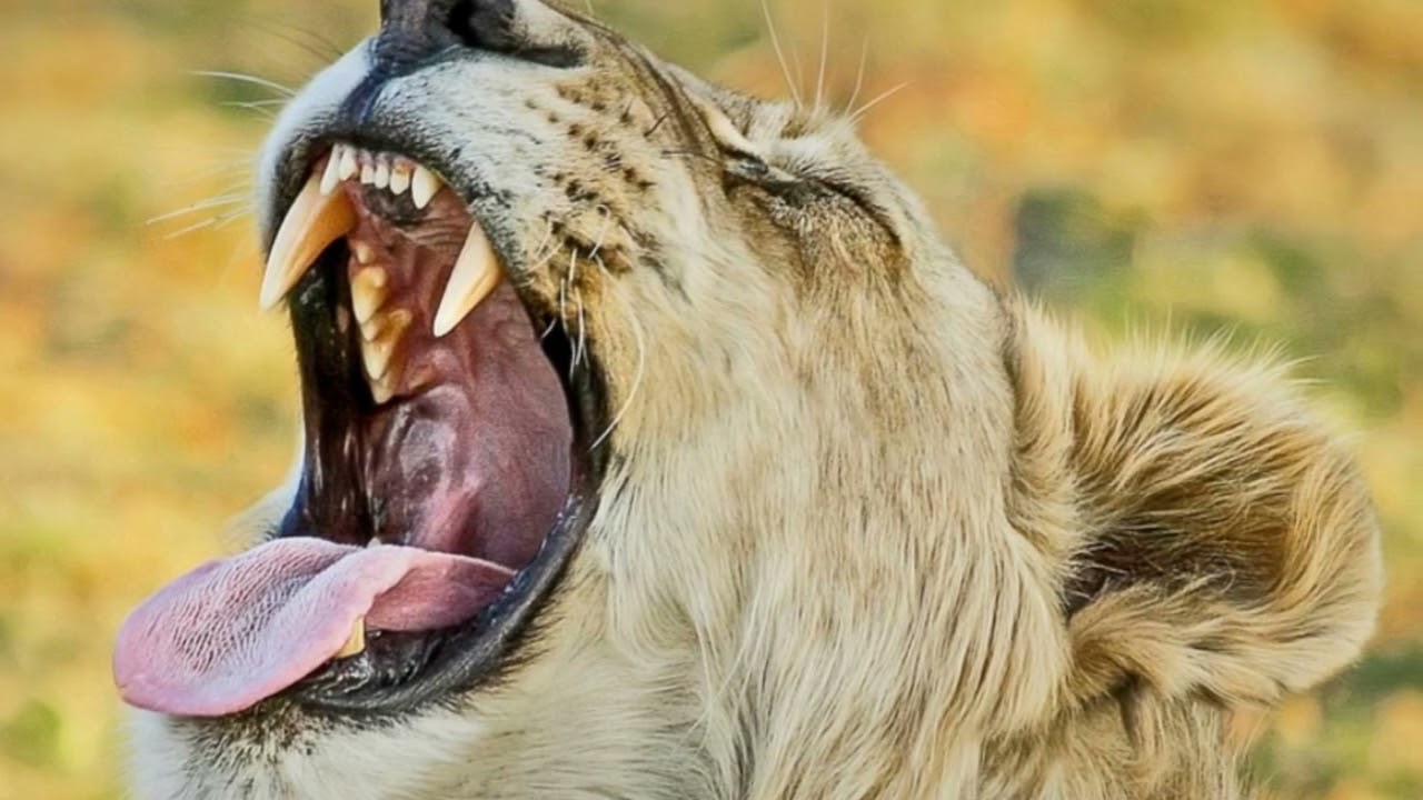 Safari in the Kalahari Desert: A Journey into Africa’s Untamed Heart