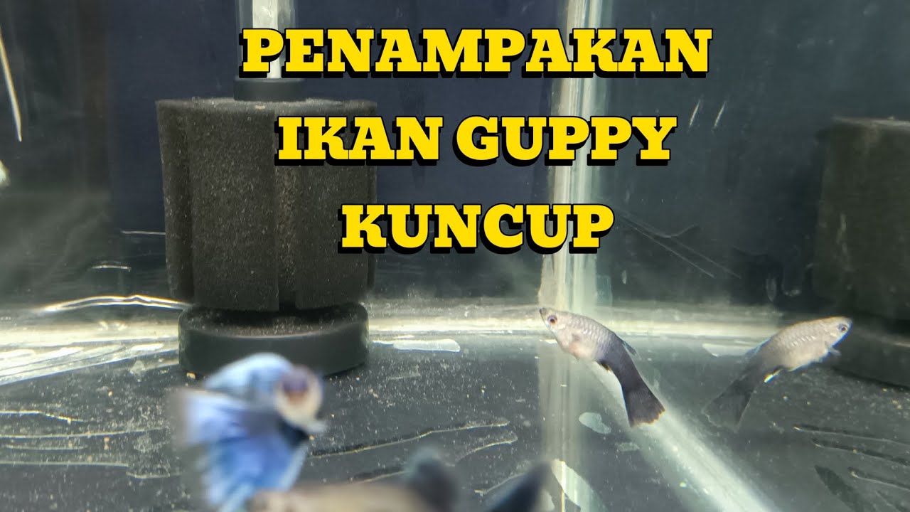 IKAN GUPPY KU SAKIT KUNCUP PARAH SECARA TIBA-TIBA.