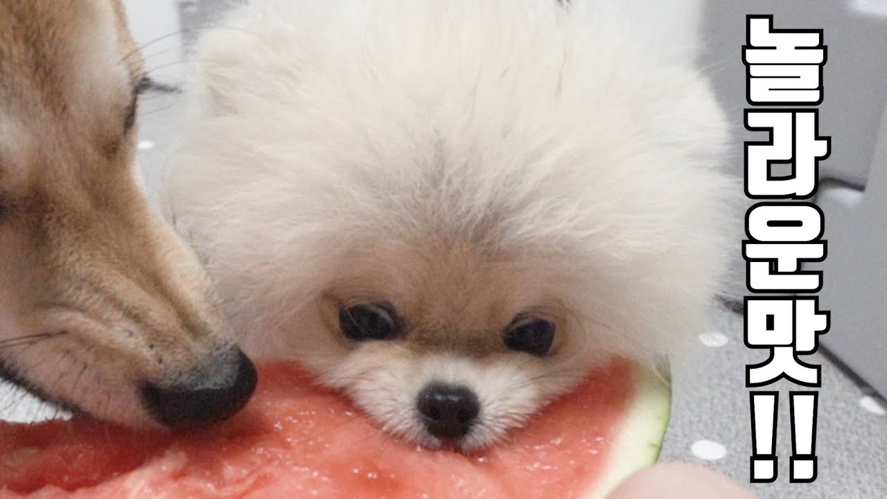 수박 처음 먹어보고 놀란 강아지/세상에 이런 맛이!!