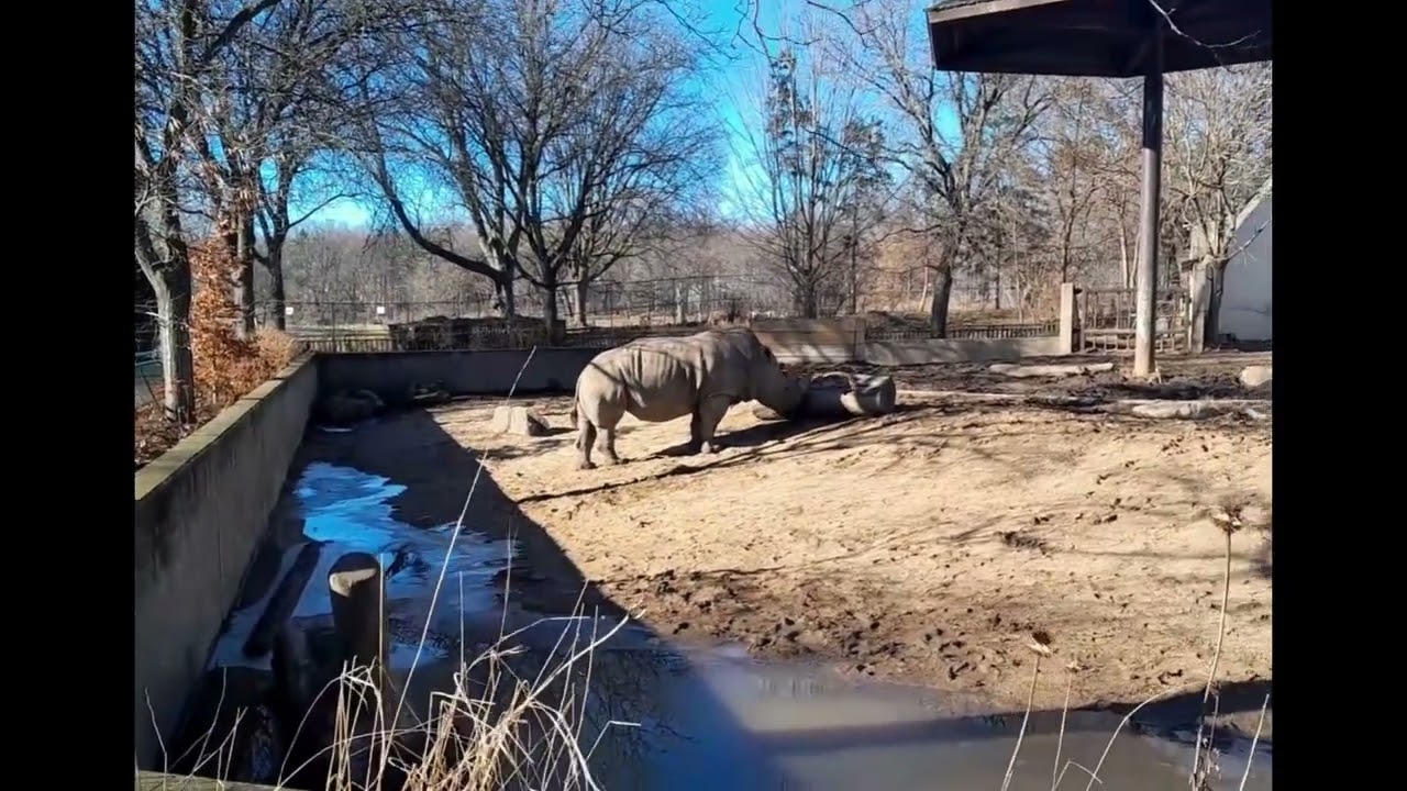 Huge LOG being pushed by Harmon the RHINO at Madison Zoo