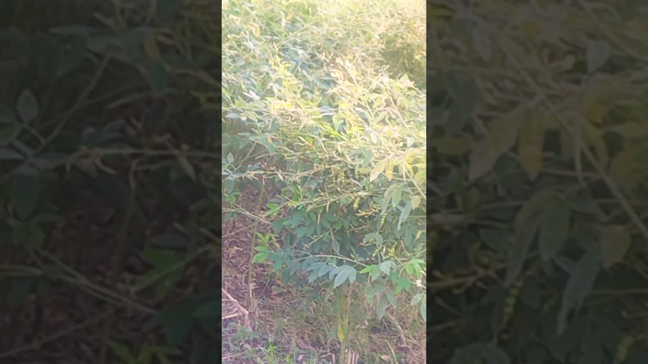 tour plant farm #shorts #viral #shortvideos #youtubeshorts
