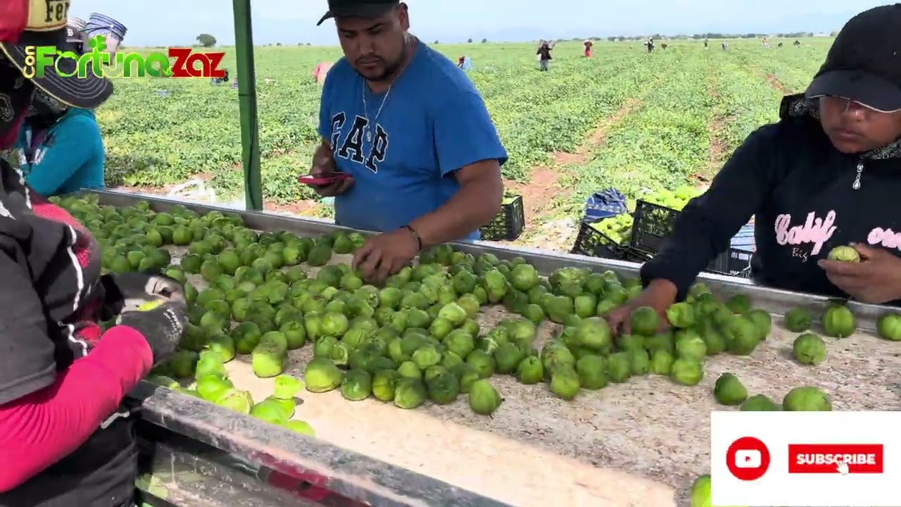 Este el trabajo que se hace en la banda para Tomatillos de exportación.