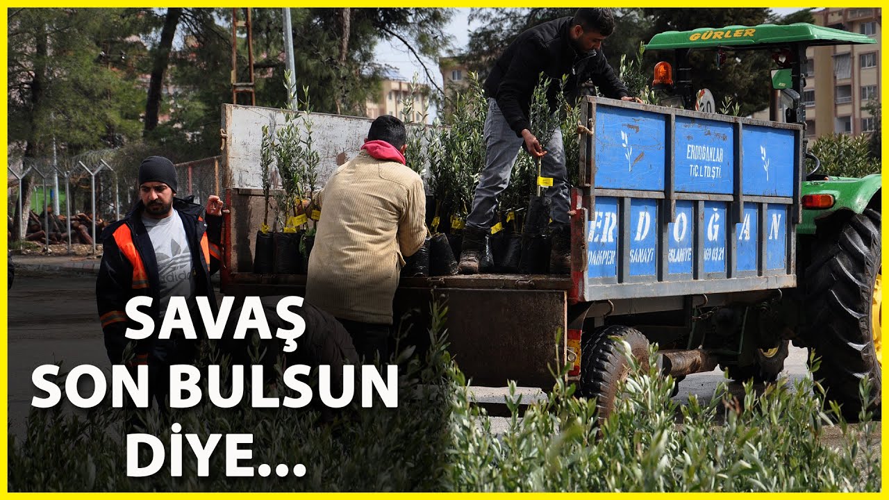 İslahiye'de 70 Bin Zeytin Fidanı Dağıtıldı